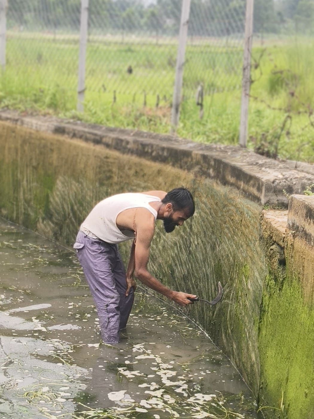 Scrubbing the pond channel clean