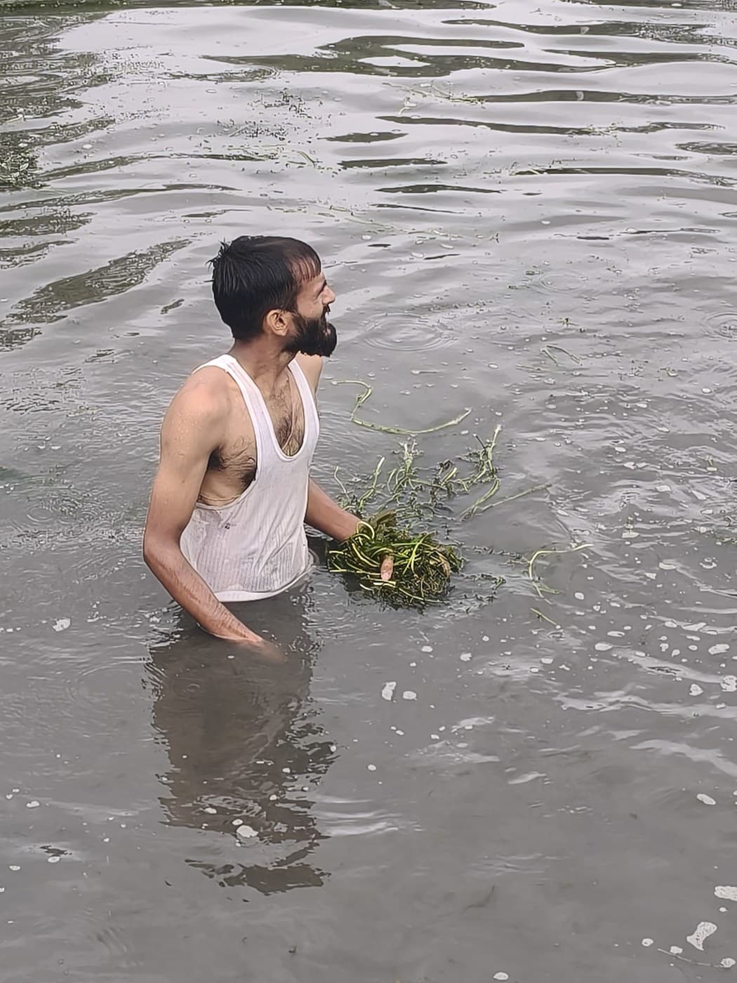 Waist-deep in the pond, clearing weeds by hand